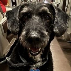 Portada - A propósito de Boro