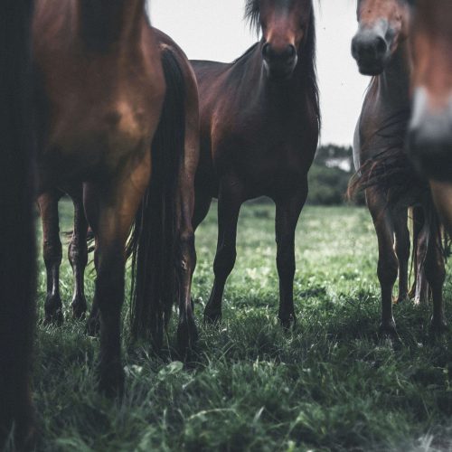 Portada - A los pies de los caballos