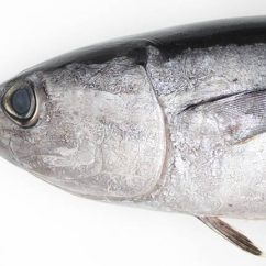 Portada - Mañana será bonito